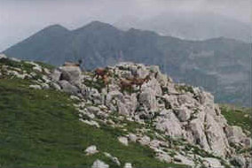 foto: F.Ferreri