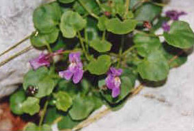 foto: F.Ferreri