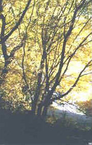foto: F.Ferreri