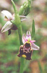 foto: F.Ferreri