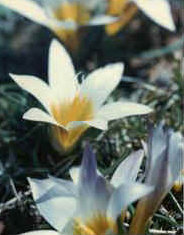 foto: F.De Angelis